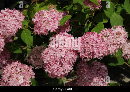 Pink Annabell hydrangea Stock Photo
