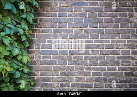 green leaves with grey brick wall Stock Photo