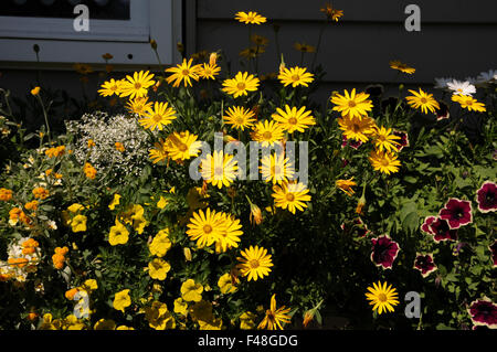 Osteospermum ecklonis Summersmile Yellow Stock Photo