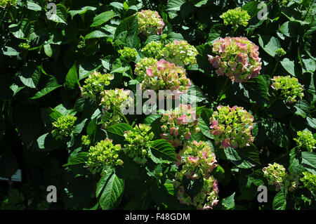 Hortensia Stock Photo