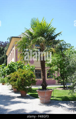 Chinese windmill palm Stock Photo