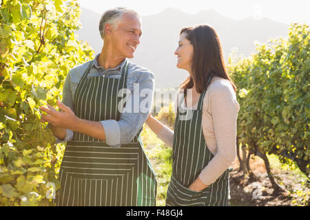 Smiling vintners harvesting grapes Stock Photo