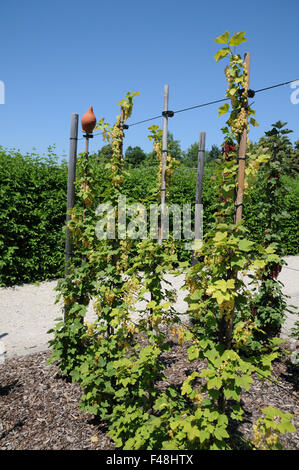 White currant Stock Photo