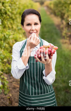 Female winegrower eating red grapes Stock Photo