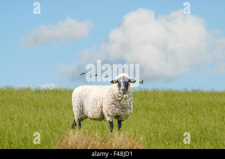 Sheep on a meadow at the dike Stock Photo