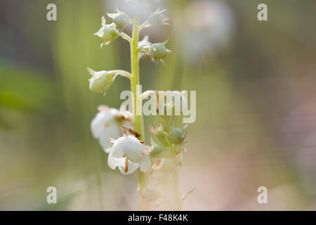 Close-up on a white flower Stock Photo