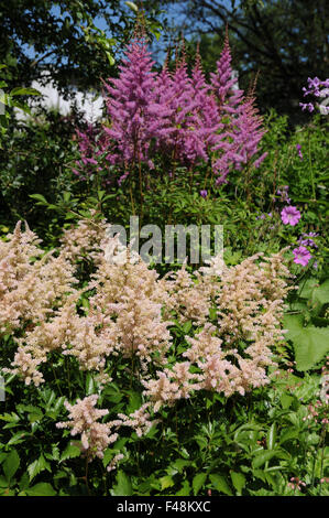 Japanese false spirea Stock Photo