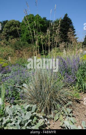 Blue oat grass Stock Photo