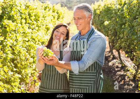 Smiling vintners looking at bunch of grapes Stock Photo