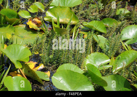 Hornwort Stock Photo