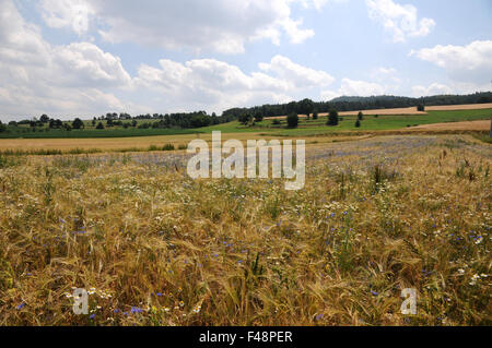 Barley Stock Photo