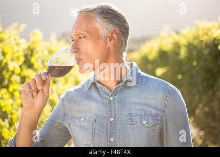 Handsome mature man drinking red wine during lunch in the restaurant ...