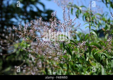 Lemon verbena Stock Photo