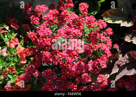 Nemesia strumosa Sunsatia Plus Strawberry Stock Photo