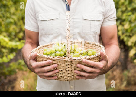 Close up man holding a basket on green grapes Stock Photo