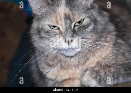 A child's pet cat, called 'Crabby Cat.' Stock Photo