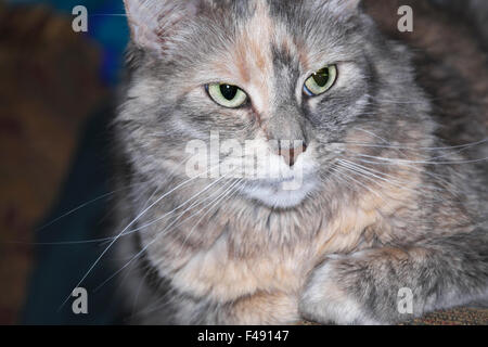 A child's pet cat, called 'Crabby Cat.' Stock Photo
