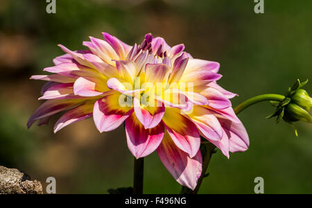 Dahlia Flower at Nishat Bagh, Srinagar, Kashmir, India Stock Photo