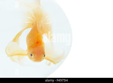 A golden fish in aquarium Stock Photo