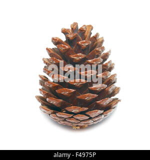 Brown pine cone isolated on white. Stock Photo