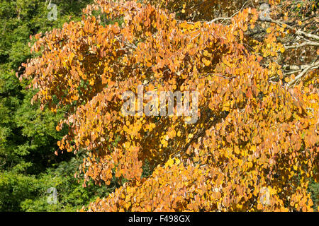 October Autumn foliage of the hardy deciduous Katsura tree, Cercidiphyllum japonicum Stock Photo