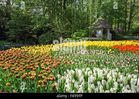 Tulips in Keukenhof flower garden in Lisse, Netherlands Stock Photo