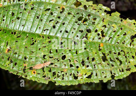 Katydid nymph sitting on a leaf with many holes made by browsing insects in the rainforest understory, Ecuador Stock Photo