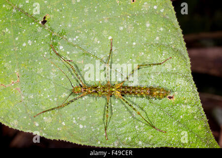 SPINY STICK INSECT FEMALE on moss and twigs Camouflage and unconscious ...