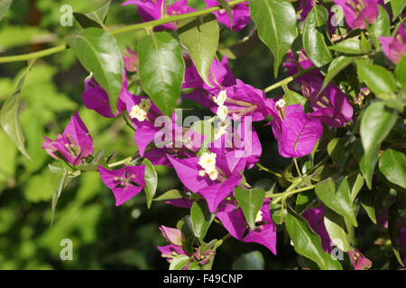 Paper flower Stock Photo