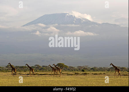 Rothschild's giraffe group with Mount Kilimanjaro in the background. Amboseli National Park, Kenya, Africa Stock Photo