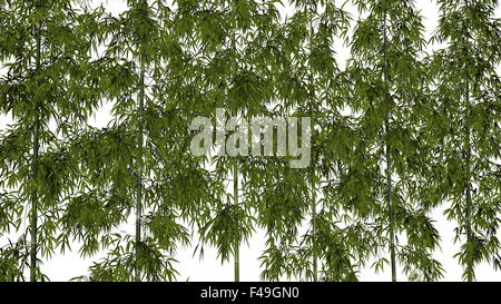 Bamboos isolated in white background - 3D render Stock Photo