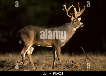 Whitetail deer buck in a meadow during fall rut. Wisconsin Stock Photo