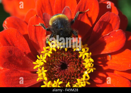 Bumble bee on zinnia Stock Photo