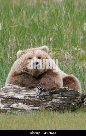 Alaska brown bear resting on driftwood during the summer in Alaska. Stock Photo