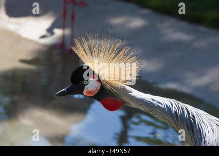 Grey Crowned Crane, neck and head details Stock Photo