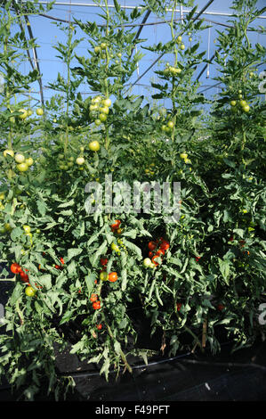 Tomato Stock Photo