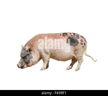 Farm Pink and Black Pig isolated on white background Stock Photo
