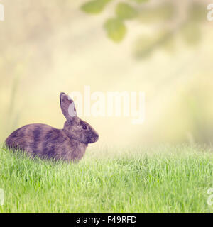Rabbit Sitting in the Grass Stock Photo