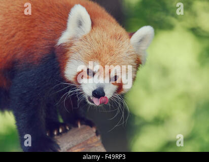 Portrait of Red Panda,Close Up Stock Photo
