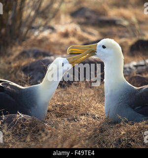 Two Waved Albatrosses (Phoebastria irrorata) courtship display in the Galapagos Islands Stock Photo
