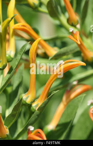 Great lobelia Stock Photo