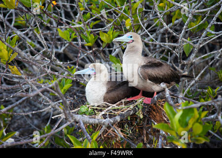 Red-footed Booby (Sula sula) pair nesting in mangrove tree, brown morph, on Genovesa Island, Galapagos Islands. Stock Photo