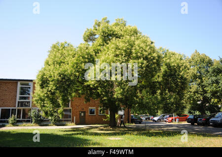 Pagoda tree Stock Photo