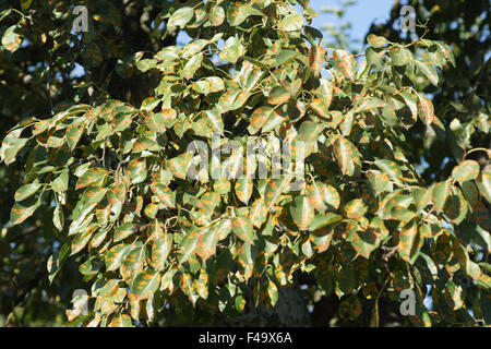 Pear rust Stock Photo
