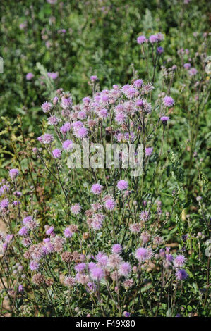 Canadian thistle Stock Photo