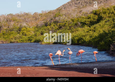American flamingos territorial display in saline lagoon on Rabida Island in the Galapagos. (Phoenicopterus ruber) Stock Photo