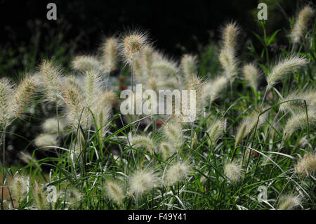 Foxtail fountain grass Stock Photo