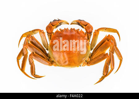 delicious freshwater crab Stock Photo