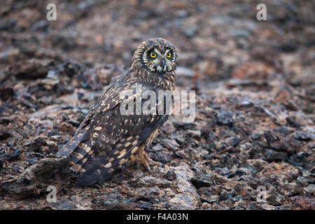 Short-eared owl (Asio flammeus galapagoensis) camouflaged against volcanic lava rock in the Galapagos islands Stock Photo