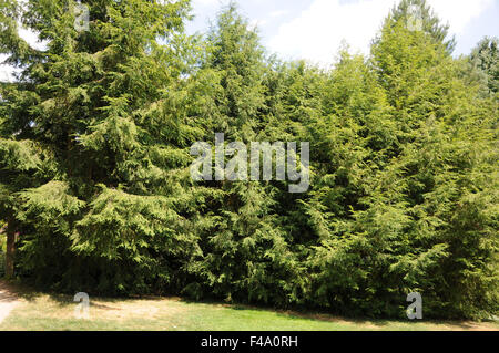 Eastern hemlock Stock Photo